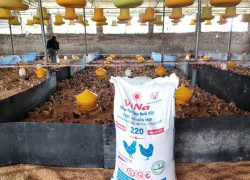 Trại quy mô 2 vạn gà đẻ bố mẹ vào đàn mới chăn cám ViNa 220