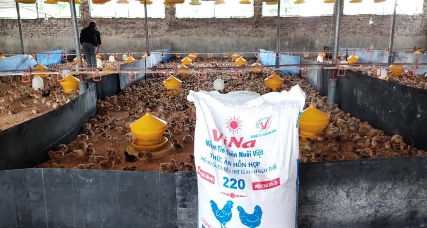 Trại quy mô 2 vạn gà đẻ bố mẹ vào đàn mới chăn cám ViNa 220