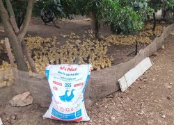 Trại quy mô 2.000 vịt thịt dùng ViNa 355