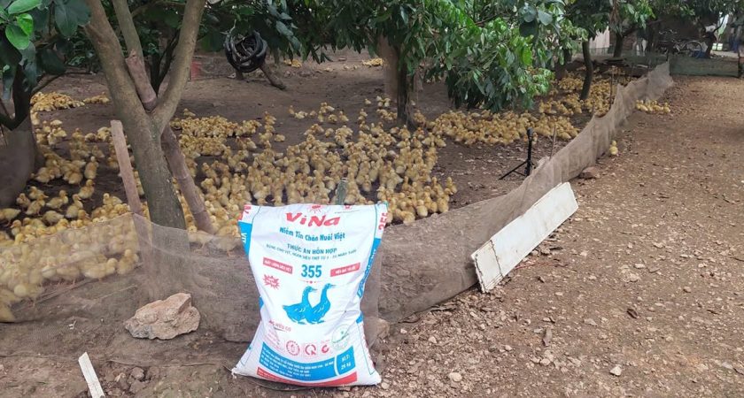 Trại quy mô 2.000 vịt thịt dùng ViNa 355