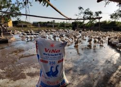 Trại quy mô 1000 vịt thịt sử dụng ViNa 356