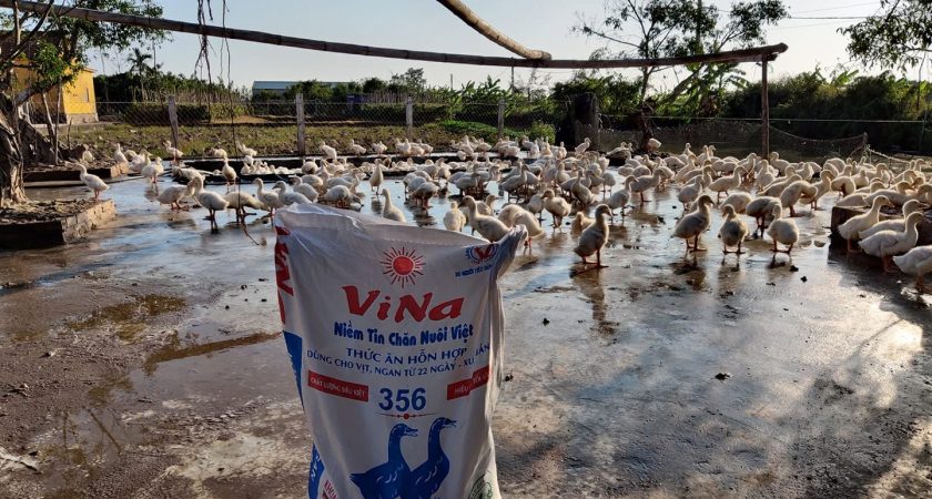 Trại quy mô 1000 vịt thịt sử dụng ViNa 356