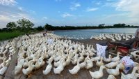 Trại quy mô 2.000 vịt thịt chăn ViNa 386