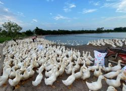 Trại quy mô 2.000 vịt thịt chăn ViNa 386