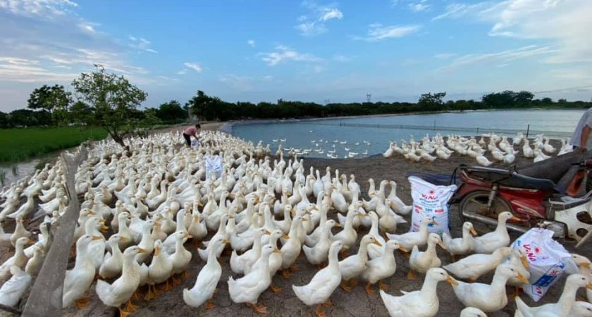 Trại quy mô 2.000 vịt thịt chăn ViNa 386