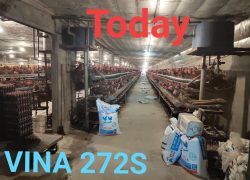 Trại quy mô 1 vạn gà đẻ sử dụng ViNa 272S
