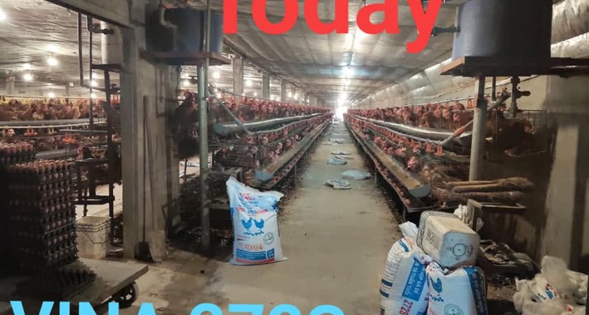 Trại quy mô 1 vạn gà đẻ sử dụng ViNa 272S