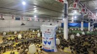 Trại quy mô 2 vạn lai chọi chăn ViNa 220 04/07/2023