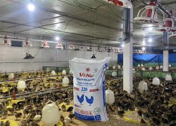 Trại quy mô 2 vạn lai chọi chăn ViNa 220 04/07/2023
