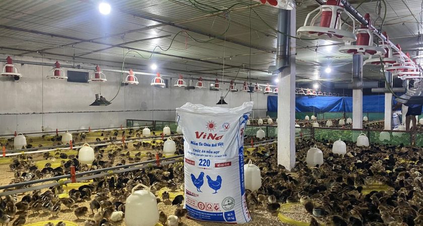 Trại quy mô 2 vạn lai chọi chăn ViNa 220 04/07/2023