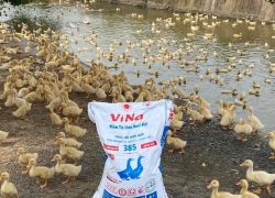 Trại quy mô 2.000 vịt thịt chăn ViNa 385