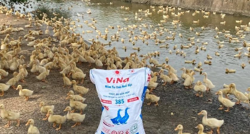 Trại quy mô 2.000 vịt thịt chăn ViNa 385