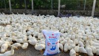 Trại quy mô 3.000 vịt thịt chăn ViNa 386
