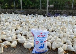 Trại quy mô 3.000 vịt thịt chăn ViNa 386