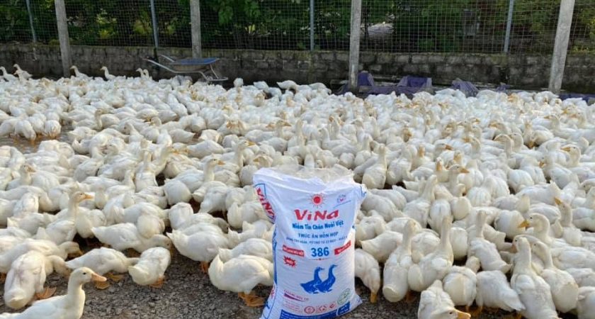 Trại quy mô 3.000 vịt thịt chăn ViNa 386