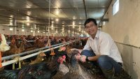 Kiểm tra đàn gà trước khi xuất tại trại quy mô 2 vạn gà lai chọi chăn ViNa 256 – 30/09/2023