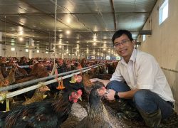 Kiểm tra đàn gà trước khi xuất tại trại quy mô 2 vạn gà lai chọi chăn ViNa 256 – 30/09/2023