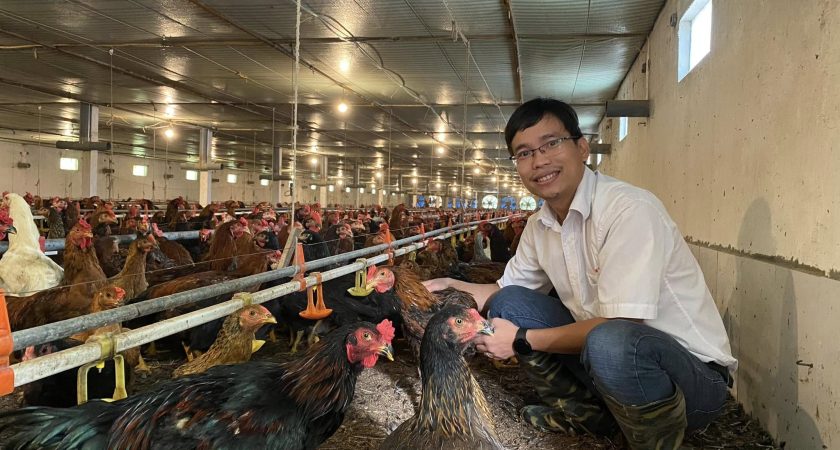 Kiểm tra đàn gà trước khi xuất tại trại quy mô 2 vạn gà lai chọi chăn ViNa 256 – 30/09/2023